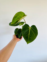 Load image into Gallery viewer, Philodendron gloriosum