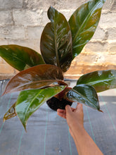 Load image into Gallery viewer, Philodendron Rojo Congo