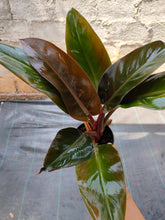 Load image into Gallery viewer, Philodendron Rojo Congo