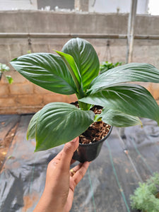 Spathiphyllum Sensation (Peace lily)