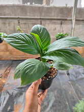 Load image into Gallery viewer, Spathiphyllum Sensation (Peace lily)