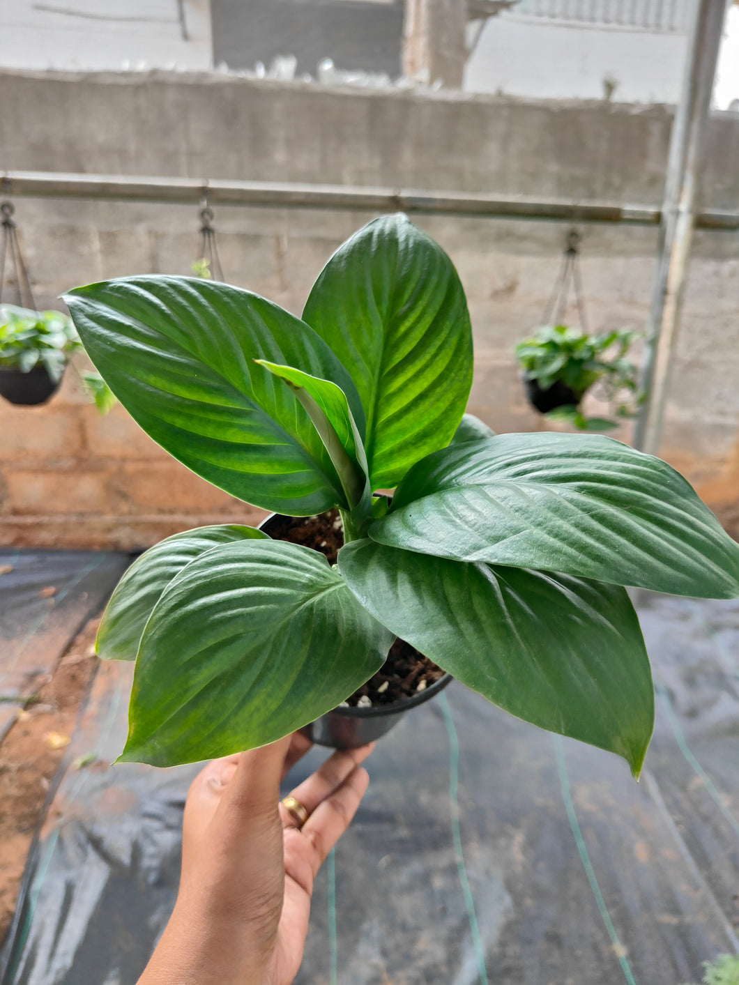 Spathiphyllum Sensation (Peace lily)