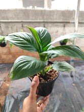 Load image into Gallery viewer, Spathiphyllum Sensation (Peace lily)