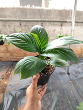 Load image into Gallery viewer, Spathiphyllum Sensation (Peace lily)