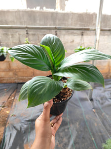 Spathiphyllum Sensation (Peace lily)