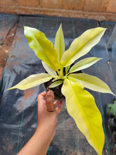 Load image into Gallery viewer, Philodendron Golden Pluto