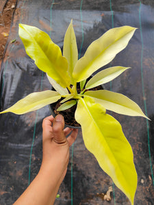Philodendron Golden Pluto