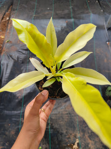Philodendron Golden Pluto