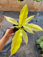 Load image into Gallery viewer, Philodendron Golden Pluto