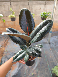 Ficus elastica burgandy