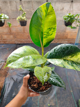 Load image into Gallery viewer, Ficus elastica shivereana