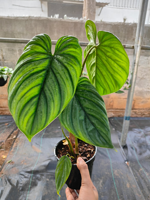 Philodendron sp Columbia