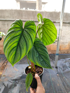 Philodendron sp Columbia