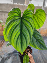 Load image into Gallery viewer, Philodendron sp Columbia