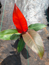 Load image into Gallery viewer, Philodendron imperial red