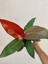 Load image into Gallery viewer, Philodendron imperial red