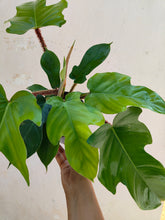 Load image into Gallery viewer, Philodendron squamiferum