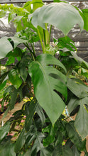 Load image into Gallery viewer, Epipremnum pinnatum