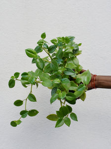 Peperomia scandens