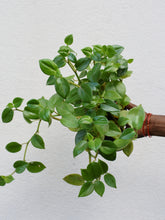 Load image into Gallery viewer, Peperomia scandens