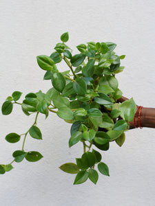 Peperomia scandens