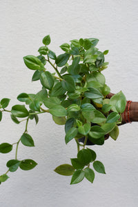 Peperomia scandens