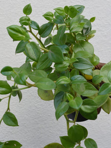 Peperomia scandens