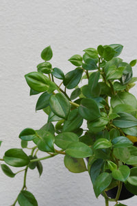 Peperomia scandens