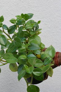 Peperomia scandens