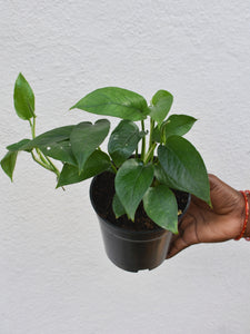 Epipremnum pinnatum " Green form"