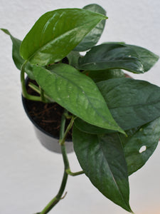 Epipremnum pinnatum " Green form"