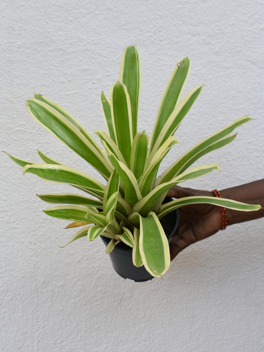 Billbergia green variegated (Bromeliad)