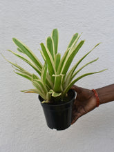 Load image into Gallery viewer, Billbergia green variegated (Bromeliad)