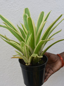 Billbergia green variegated (Bromeliad)