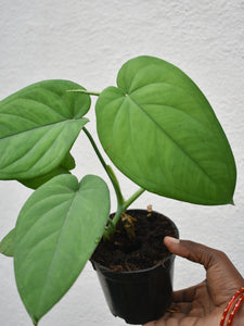 Syngonium chiapense