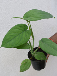 Syngonium chiapense