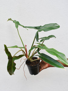 Philodendron mexicanum