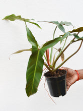 Load image into Gallery viewer, Philodendron mexicanum