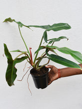 Load image into Gallery viewer, Philodendron mexicanum