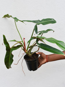 Philodendron mexicanum