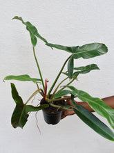 Load image into Gallery viewer, Philodendron mexicanum