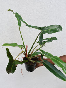 Philodendron mexicanum