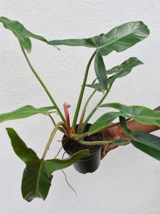 Philodendron mexicanum