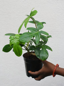 Philodendron pedatum