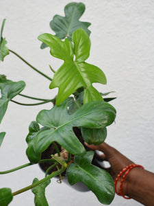 Philodendron pedatum