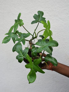 Philodendron pedatum