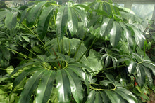 Load image into Gallery viewer, Philodendron Goeldii