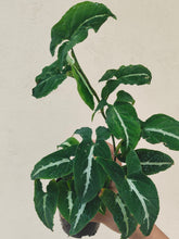 Load image into Gallery viewer, Syngonium Wendlandii