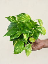 Load image into Gallery viewer, Pothos variegated
