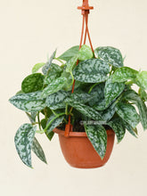 Load image into Gallery viewer, Silver satin pothos (5&quot; hanging basket)